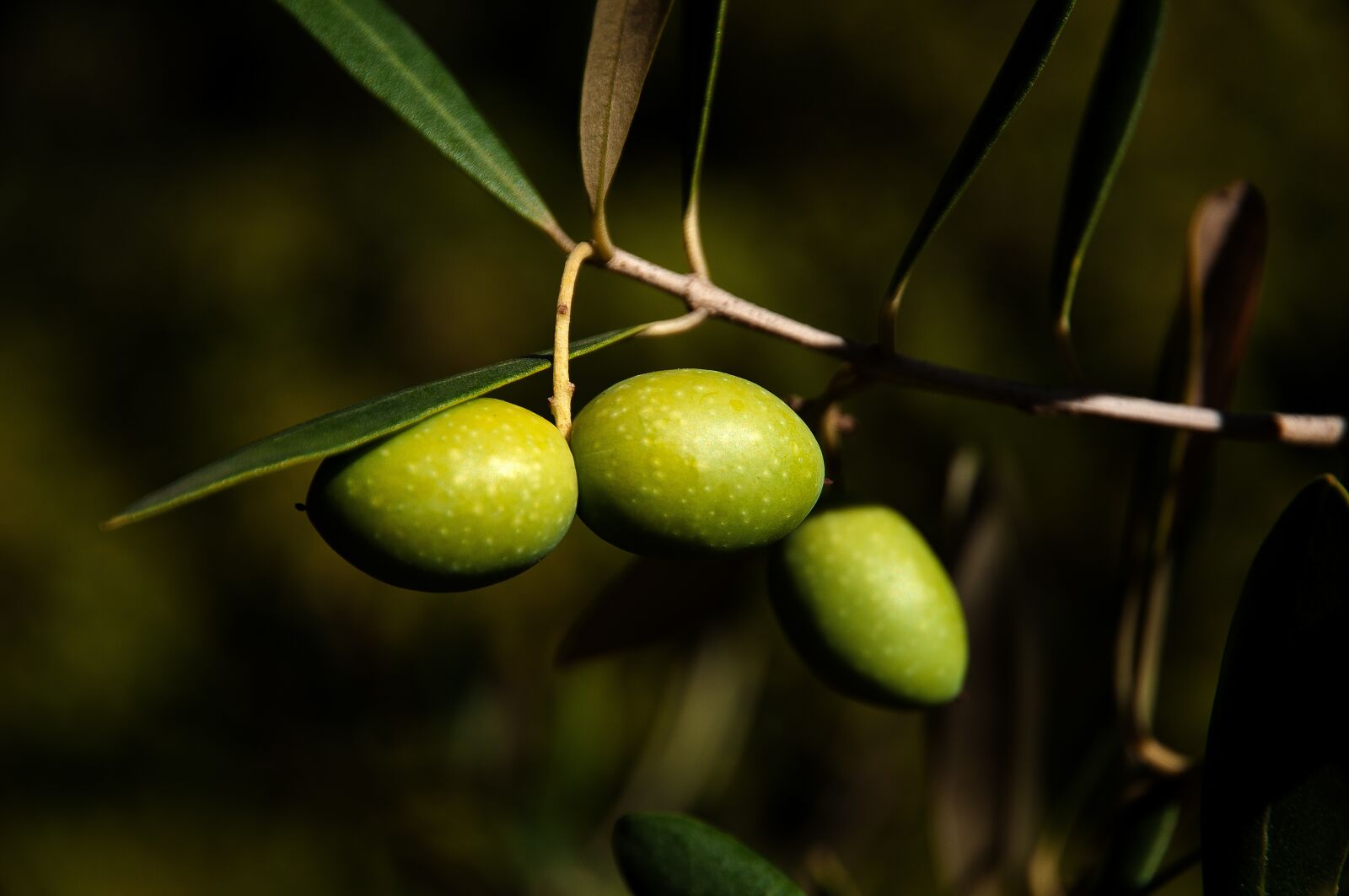 Nikon D300S sample photo. Olives, olivier, close up photography