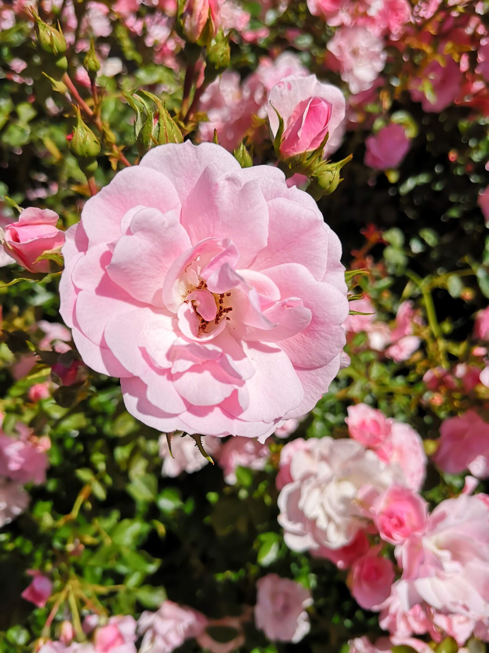 HUAWEI P20 sample photo. Rose, roses, flower photography