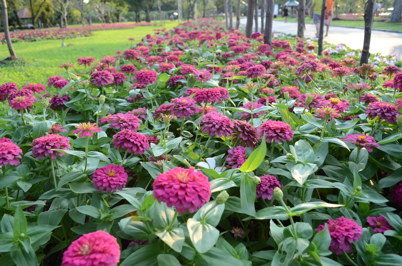Nikon D5100 sample photo. Garden, flower, flowers photography