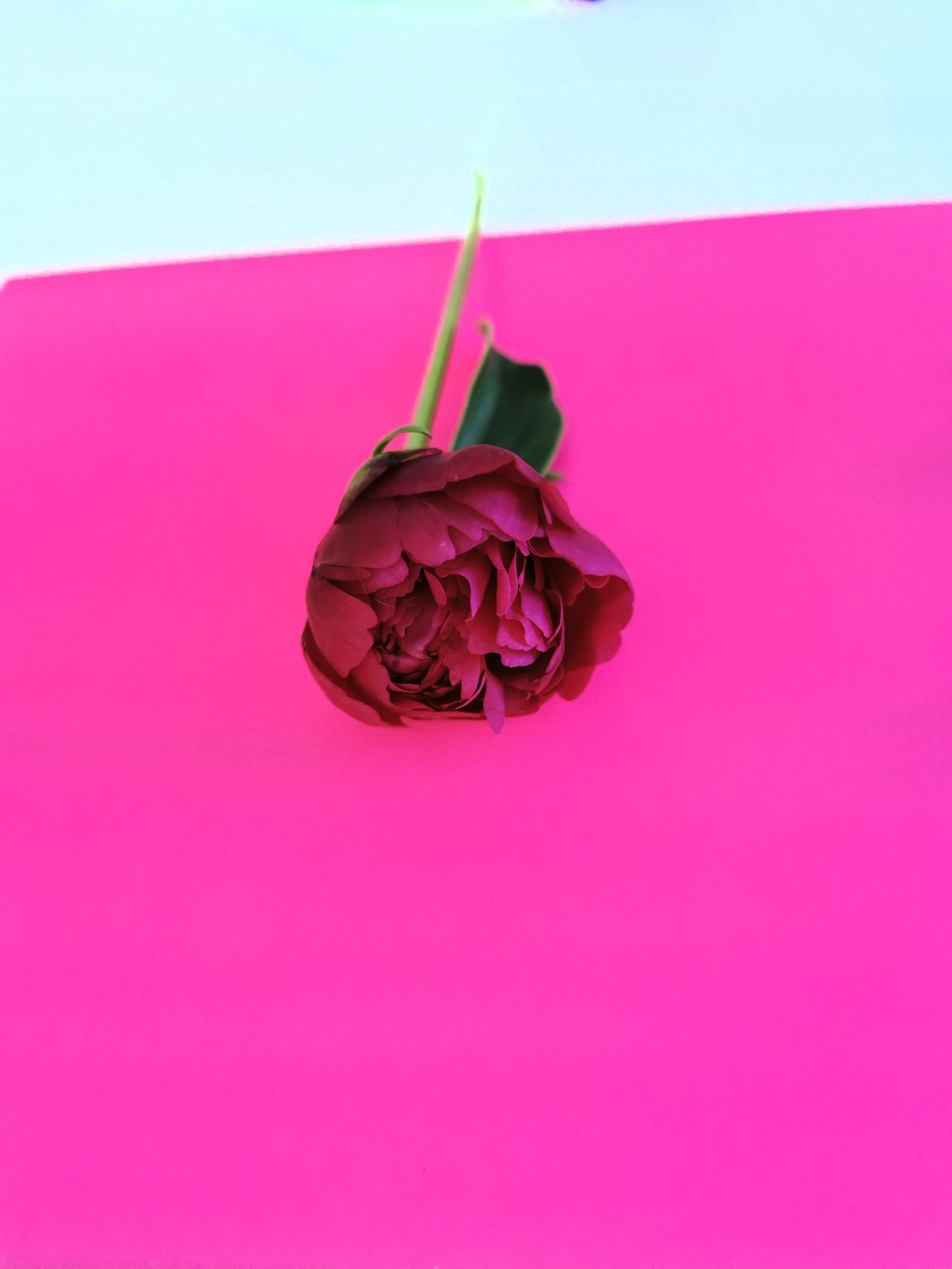 HUAWEI P30 Pro sample photo. Peonies, flowers, gift photography