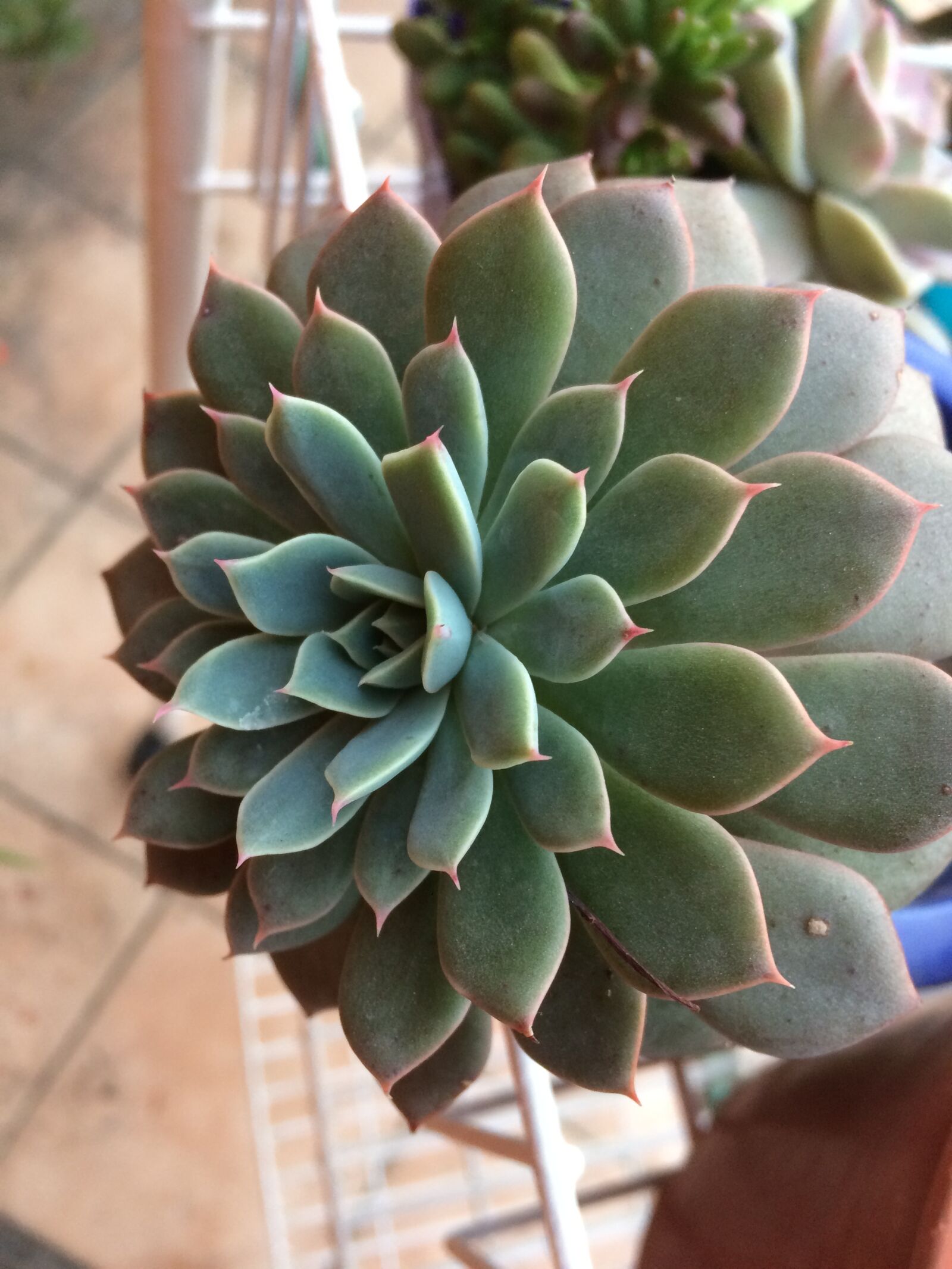 iPhone 5s back camera 4.15mm f/2.2 sample photo. Plant, cactaceae, succulent photography