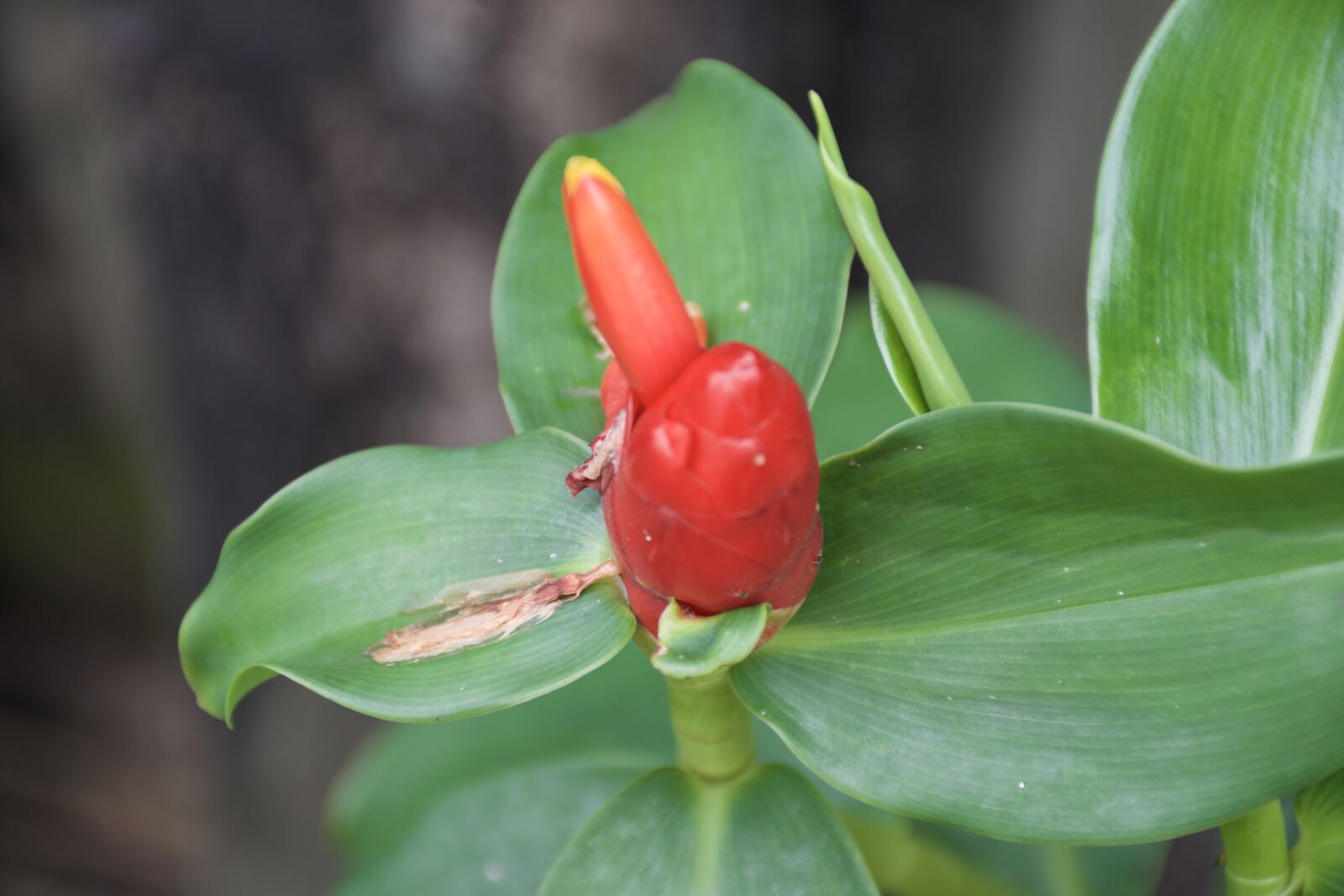 Nikon D5300 sample photo. Flower photography