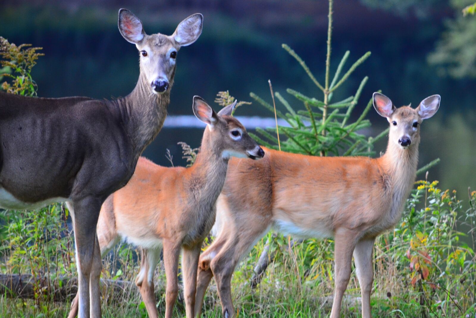Nikon D5100 sample photo. Deer, animals, wild photography