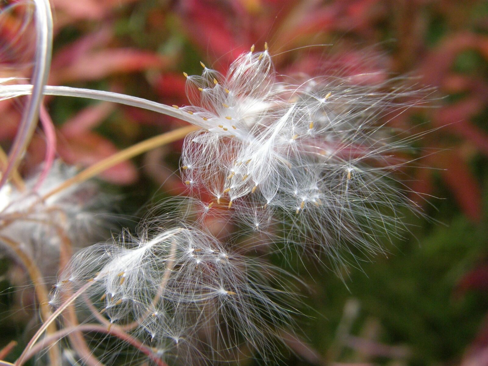 Olympus SP550UZ sample photo. Fireweed, flower, seeds photography