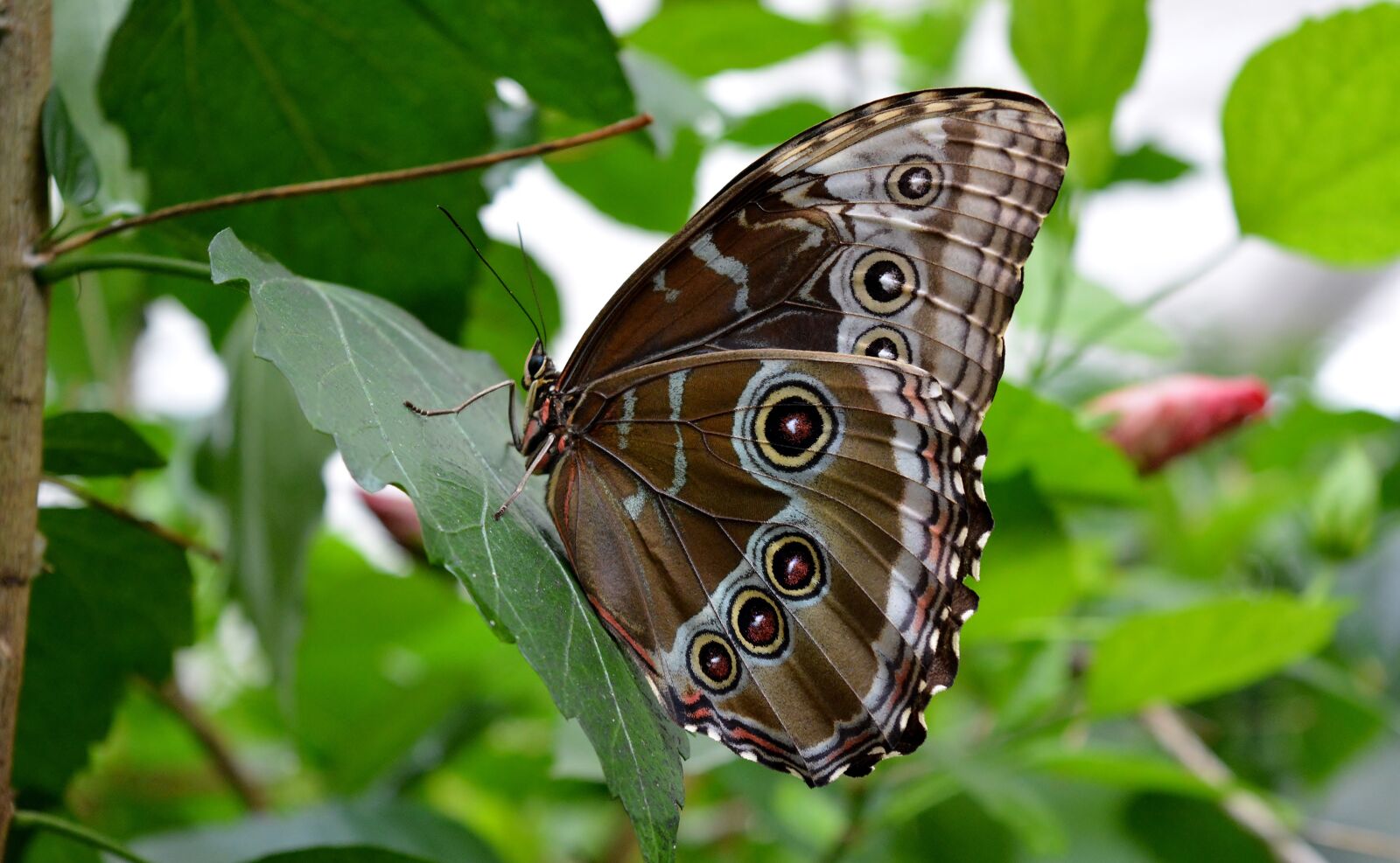 Nikon D5200 sample photo. Blue morphofalter, butterfly, insect photography