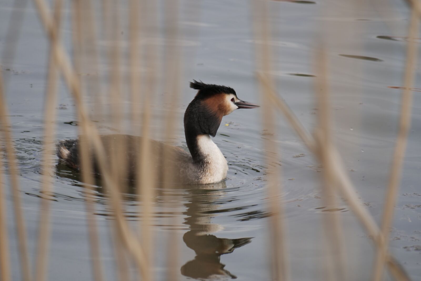 Panasonic Lumix DC-G9 sample photo. Bird, puddle, great crested photography