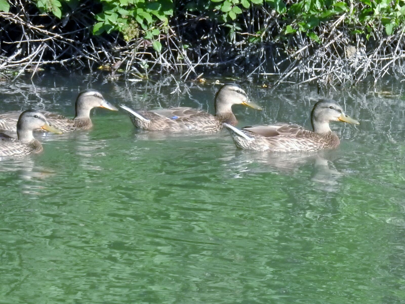Nikon Coolpix P900 sample photo. Ducks, birds, river photography