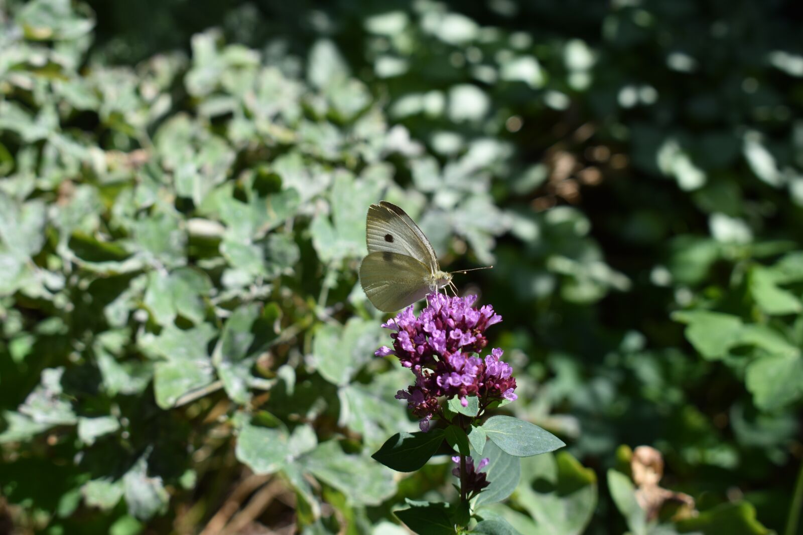 Nikon D3500 sample photo. Butterfly, flower, purple flower photography