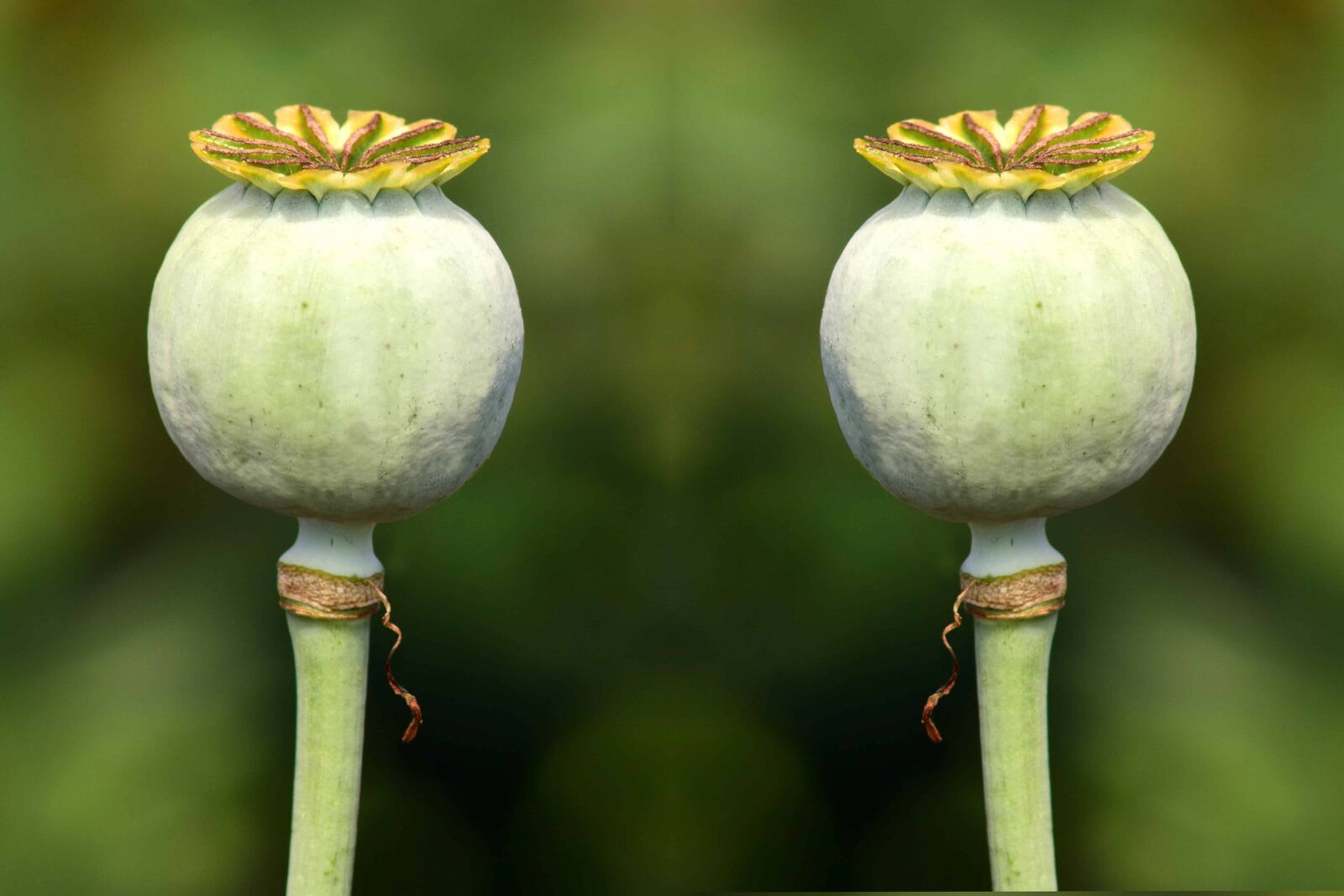 Nikon D3300 sample photo. Plant, herb, macro, poppy photography