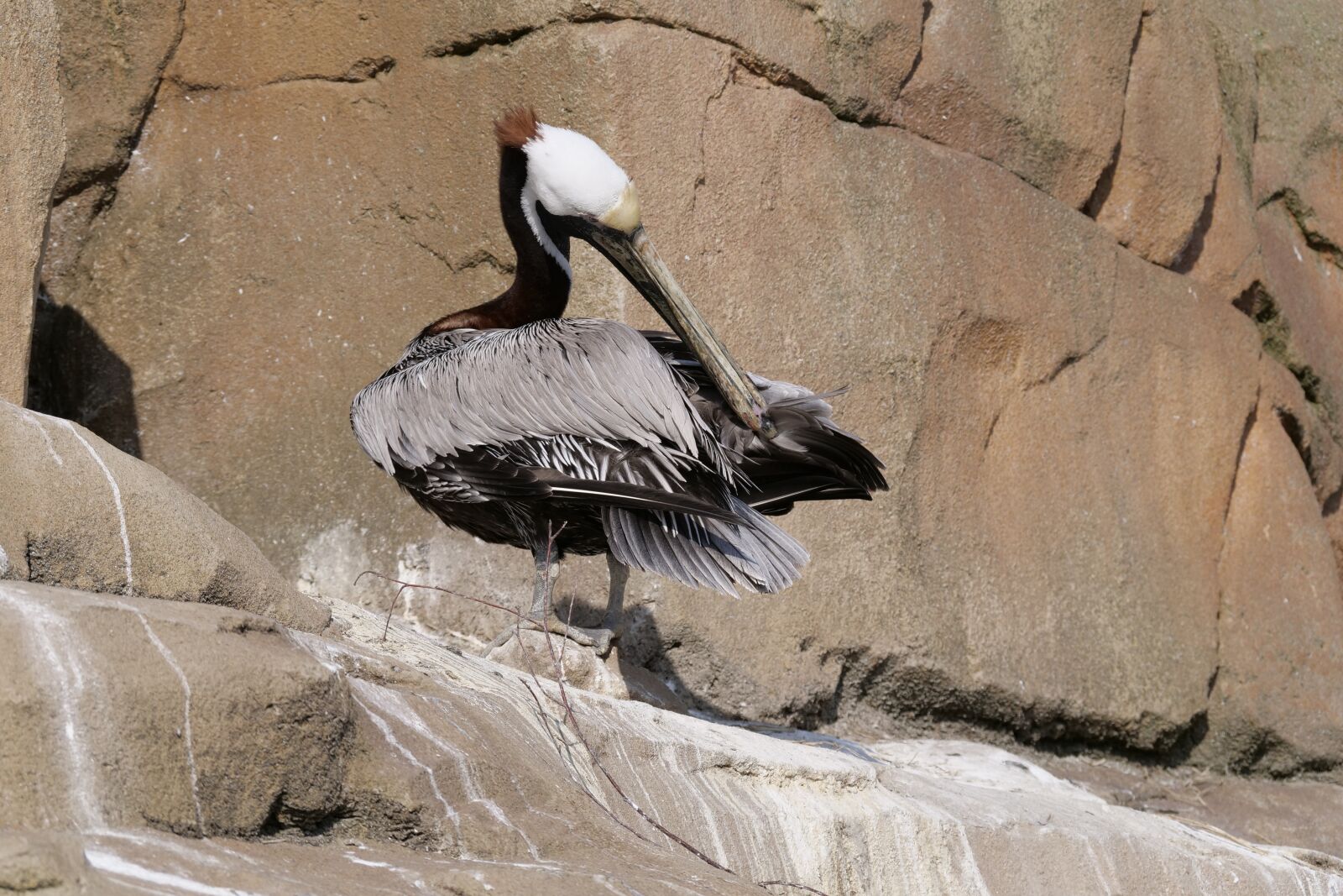 Panasonic Lumix DC-G9 sample photo. Pelikan, sea pelican, meeresbewohner photography
