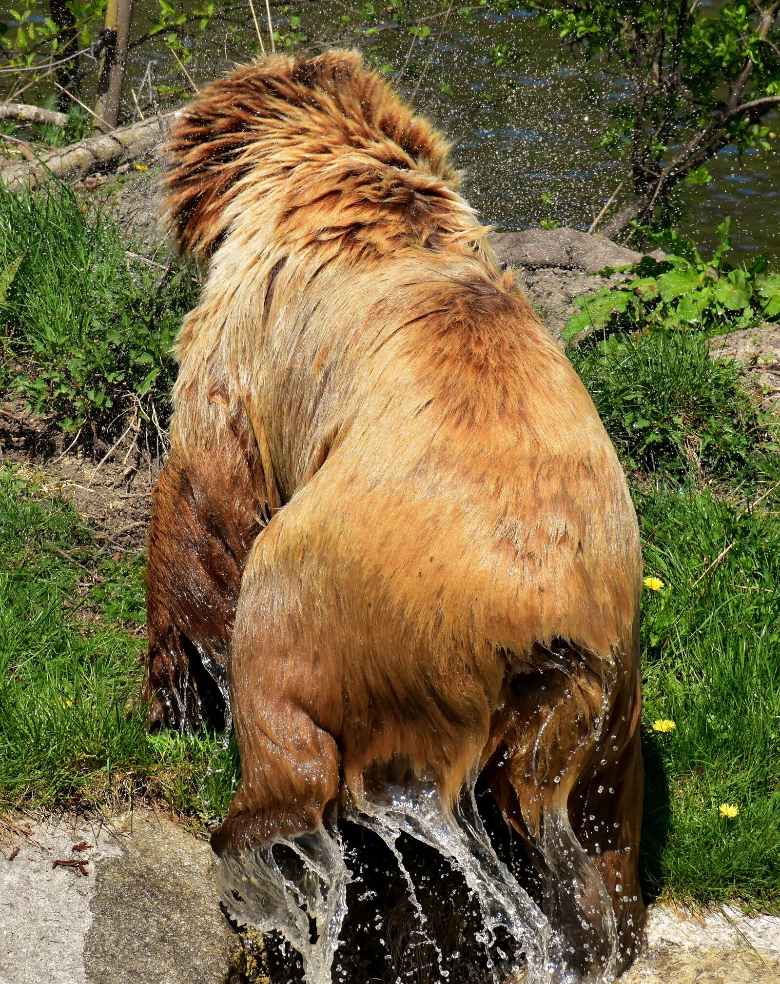 Nikon D7200 sample photo. European brown bear, brown photography