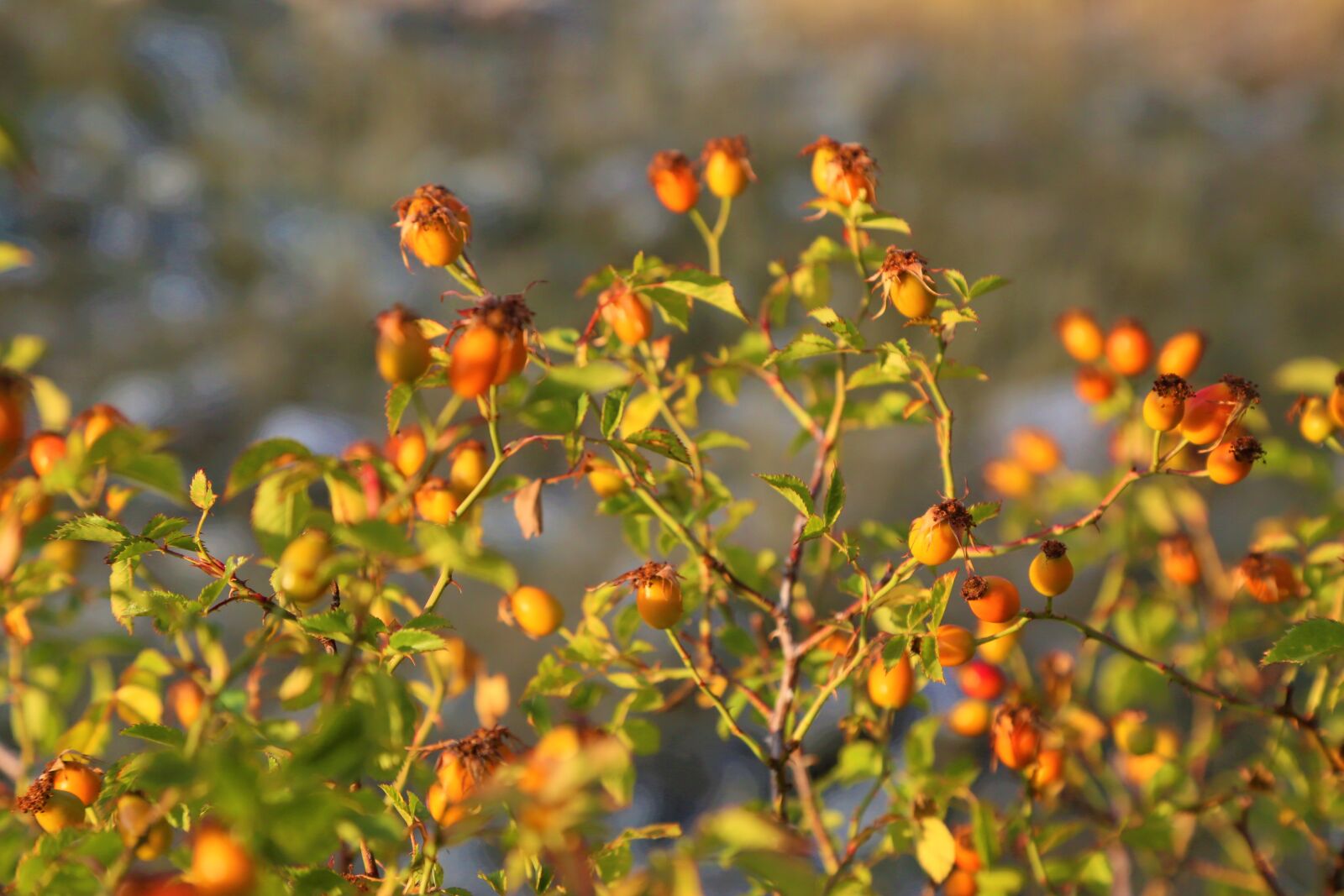 Canon EF 24-105mm F4L IS USM sample photo. Rosehip, fruit, tree photography