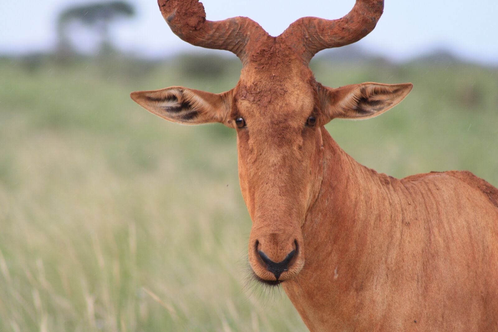 Canon EOS 1000D (EOS Digital Rebel XS / EOS Kiss F) sample photo. Hartebeest, africa, safari photography