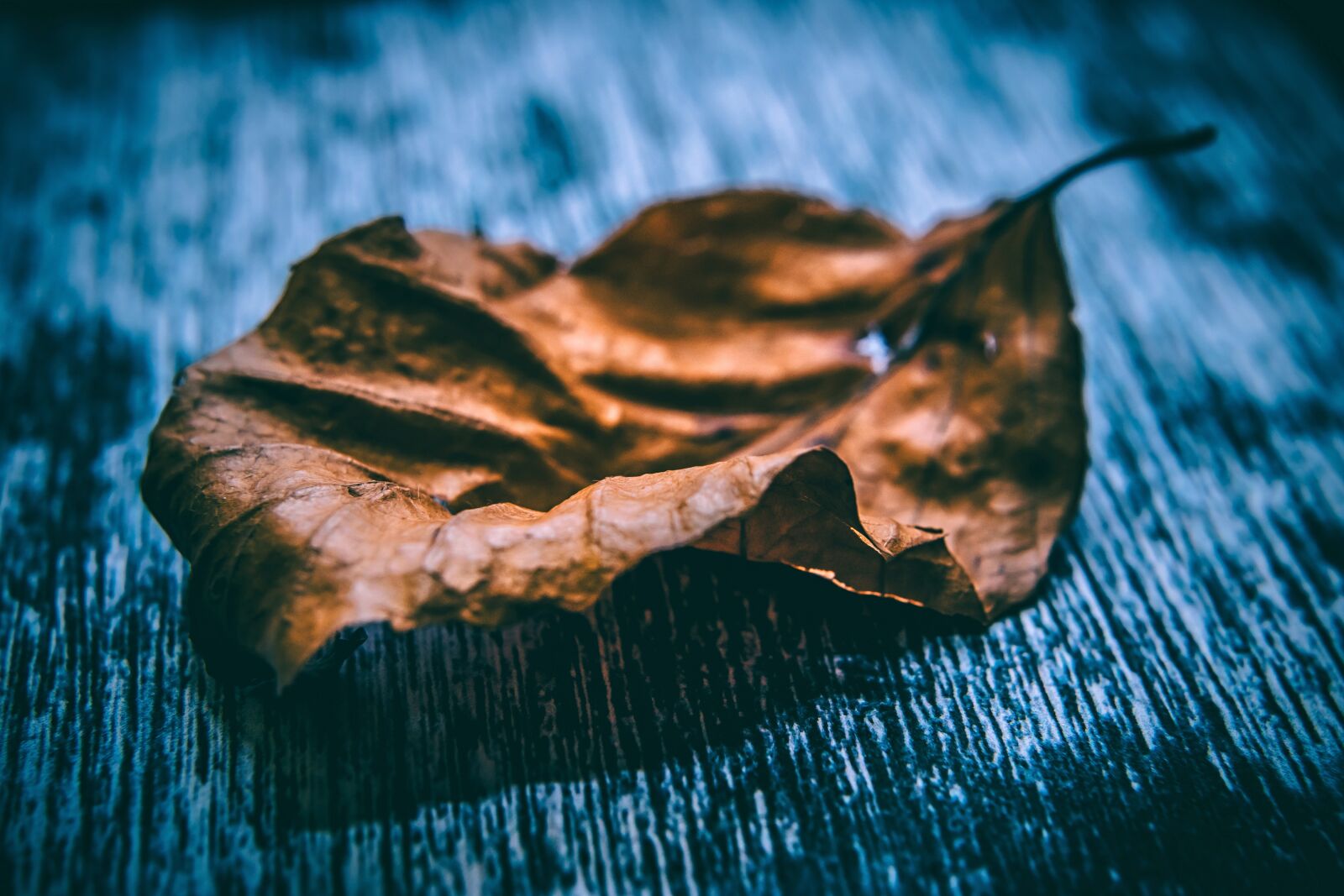 Nikon D5500 sample photo. Art, autumn leaf, blur photography