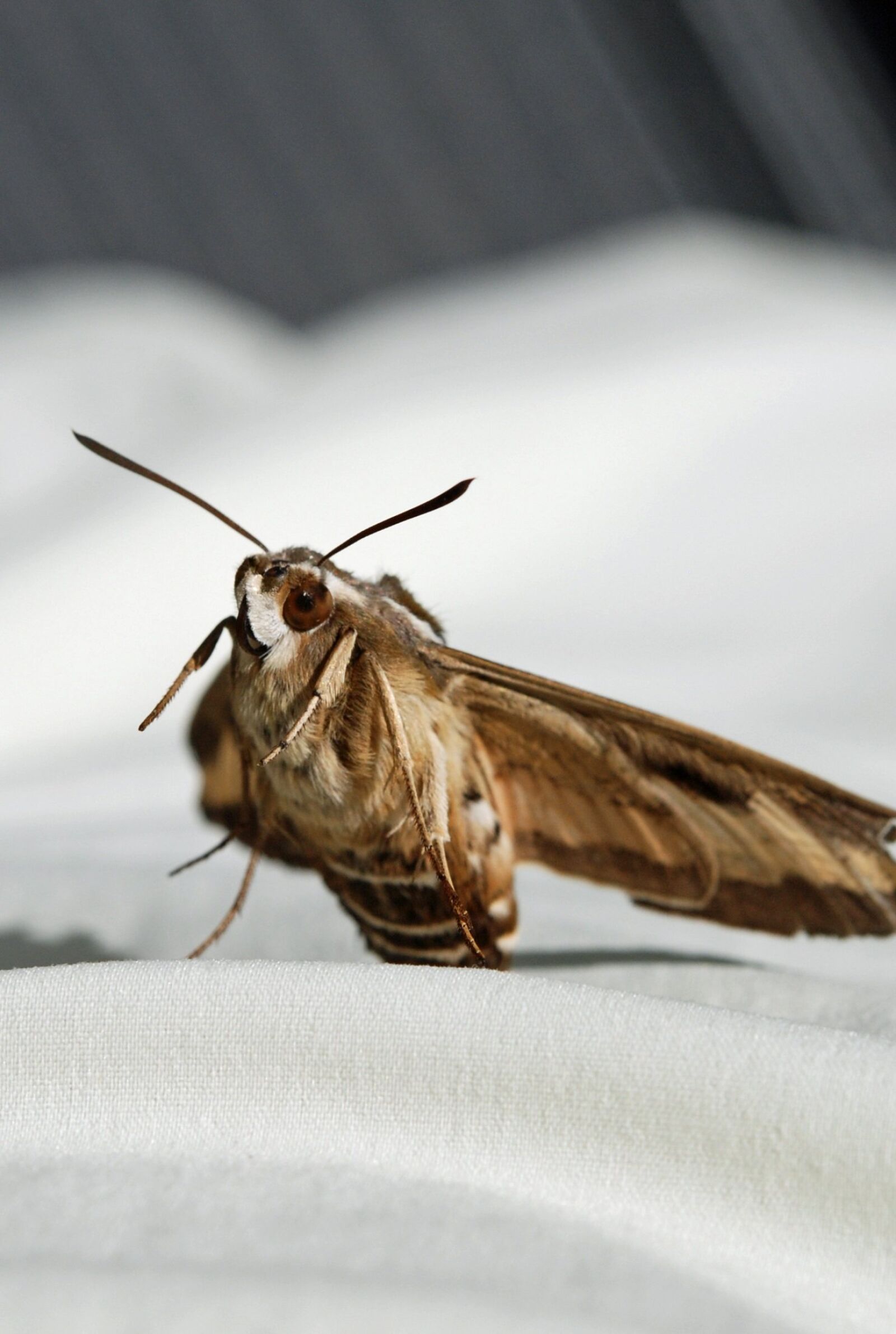 Nikon D80 sample photo. Butterfly, y kk nen photography