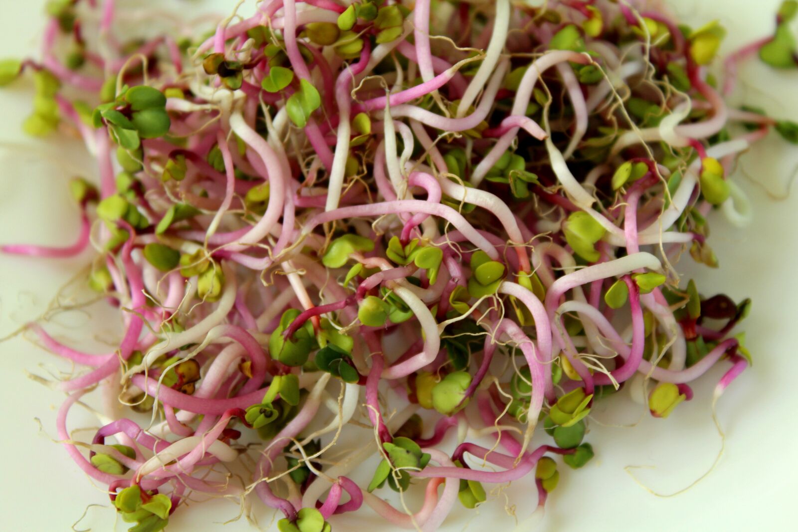 Canon EOS 1200D (EOS Rebel T5 / EOS Kiss X70 / EOS Hi) sample photo. Sprout vegetables, radishes, food photography