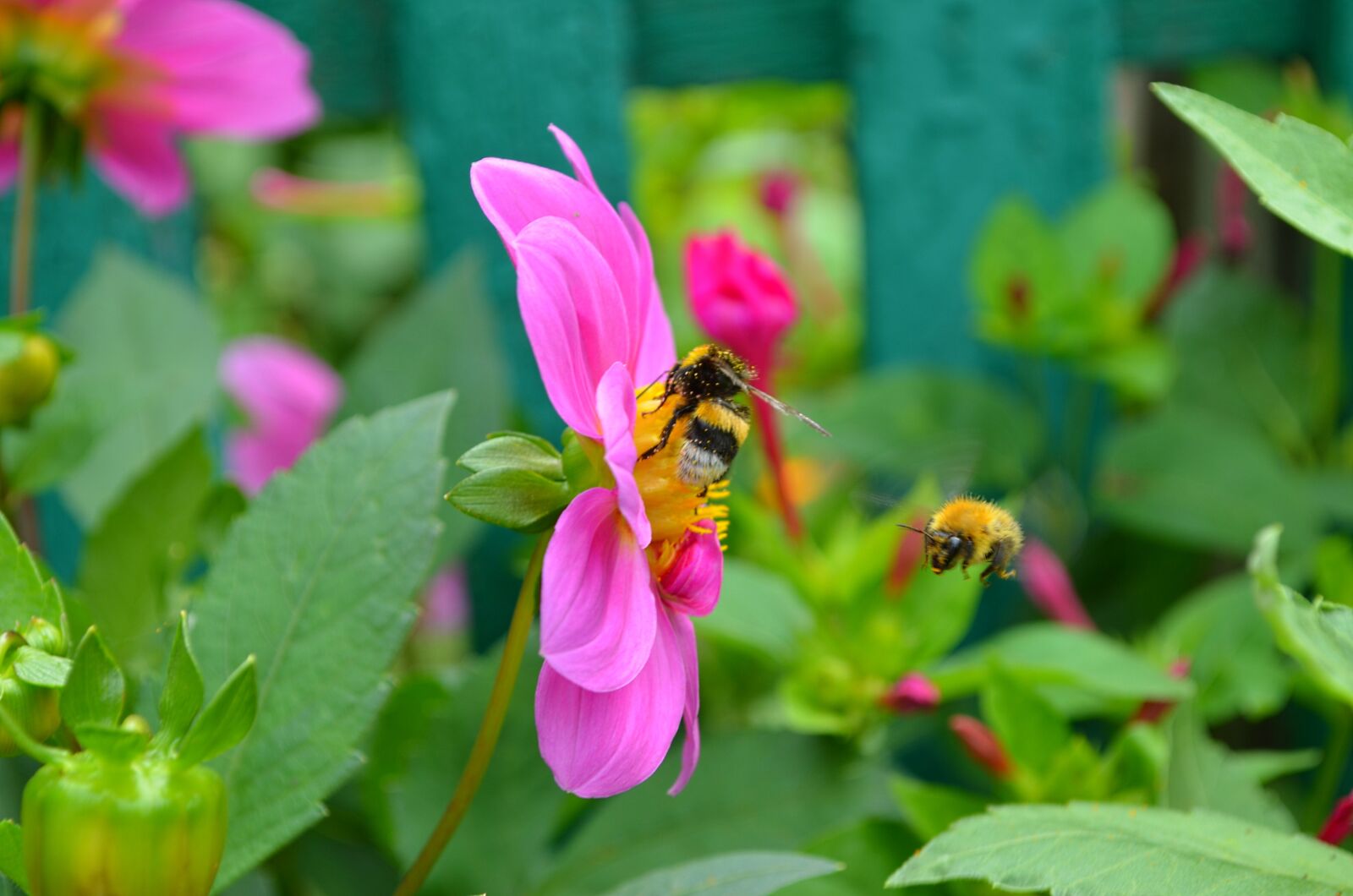 Nikon D5100 sample photo. Bees, bumblebees, insect photography