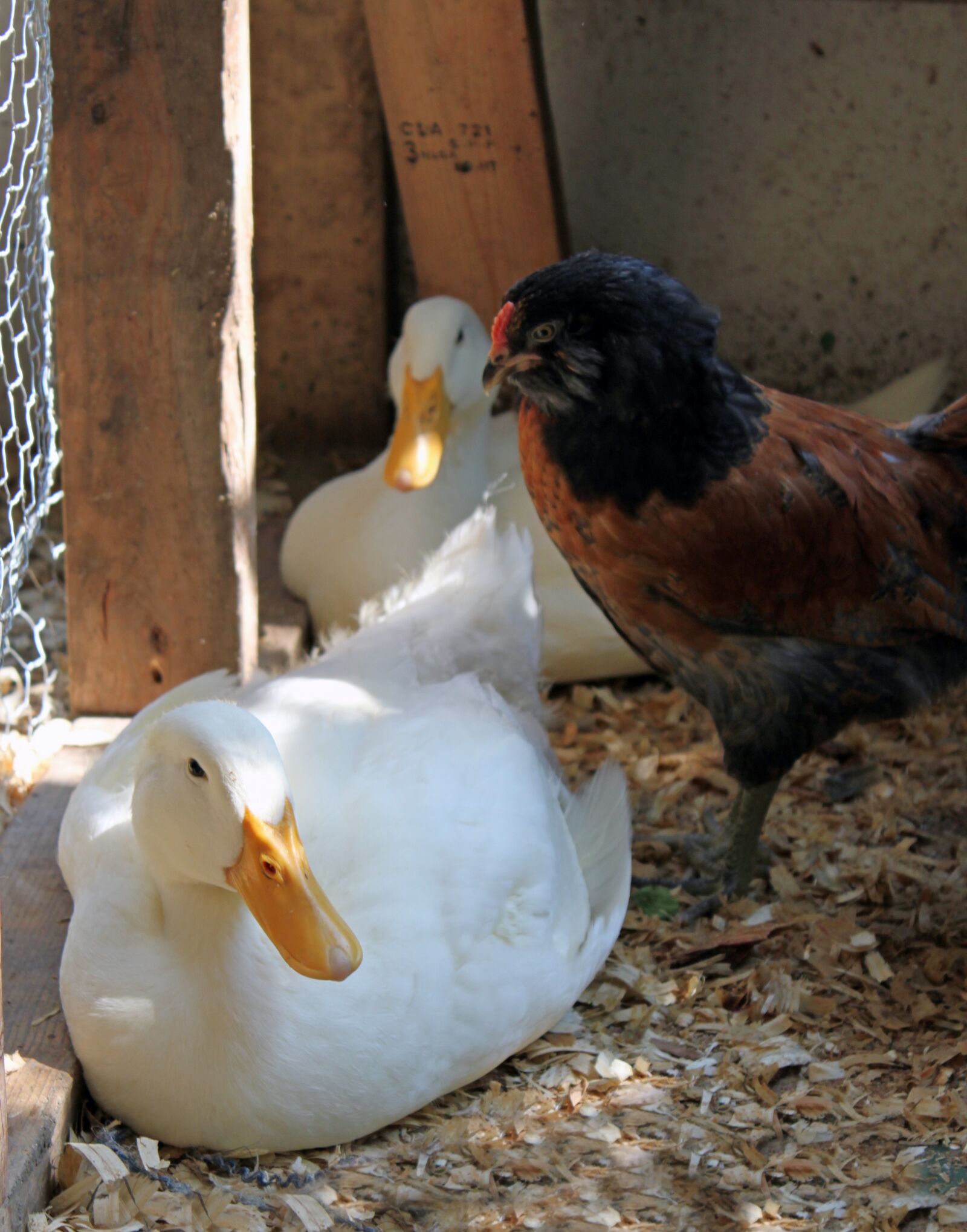 Canon EOS 500D (EOS Rebel T1i / EOS Kiss X3) sample photo. White, duck, chicken photography