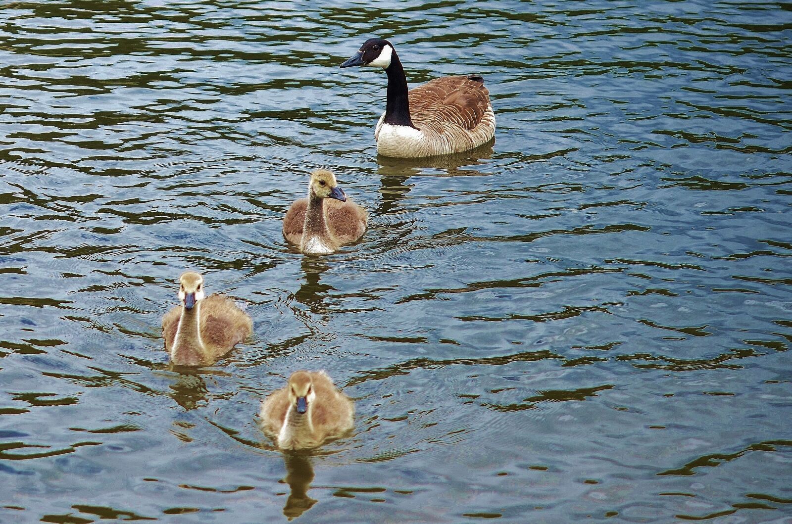 Nikon D7000 sample photo. Duck, animal, bird photography