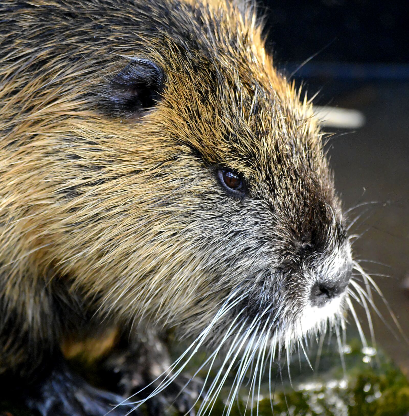 Nikon D3200 sample photo. Nutria, rat, wet fur photography