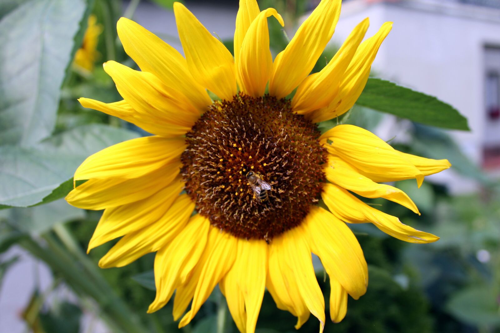 Canon EOS 1200D (EOS Rebel T5 / EOS Kiss X70 / EOS Hi) sample photo. Sunflower, summer, ros photography