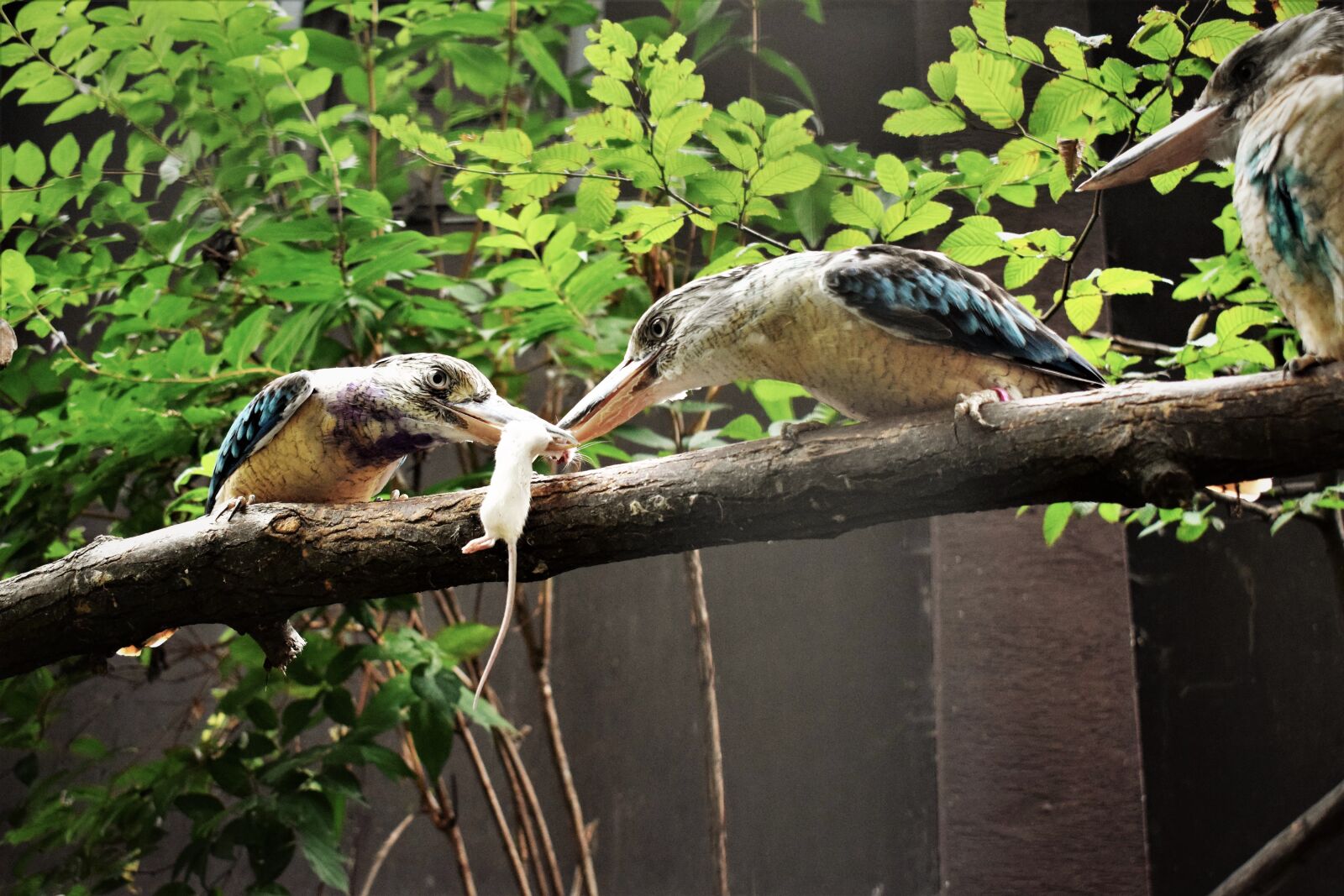 Nikon D3300 sample photo. A kookaburra, bird, booty photography