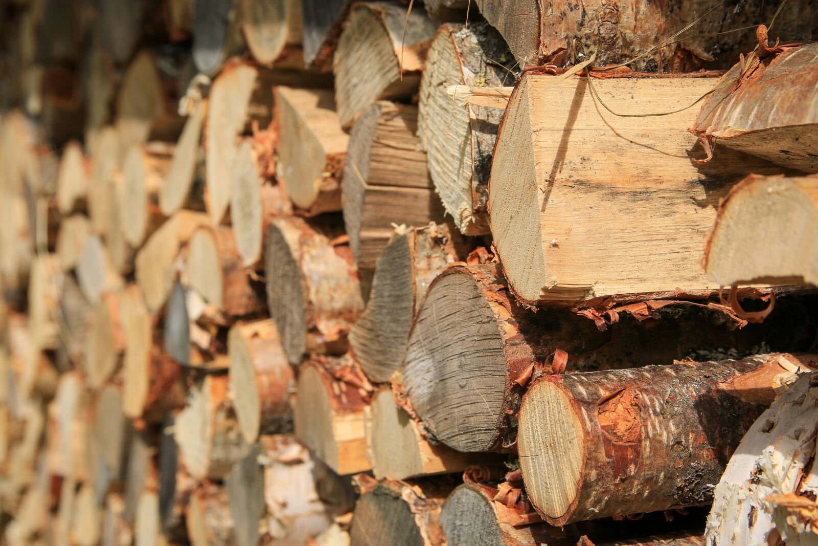 Canon EOS 70D sample photo. Firewood, wood, summer photography
