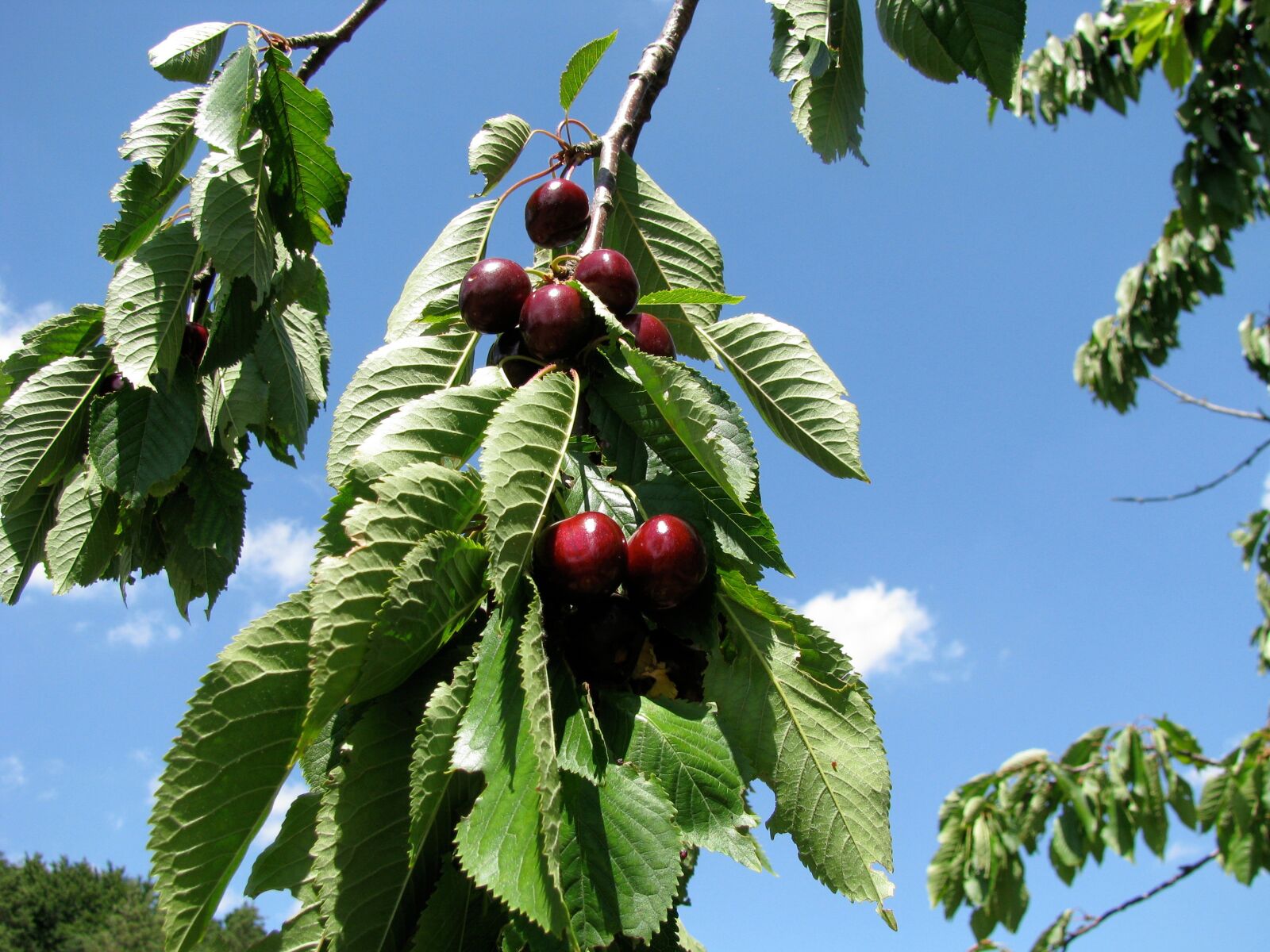 Canon POWERSHOT SX100 IS sample photo. Fruit, cherries, sweet cherry photography