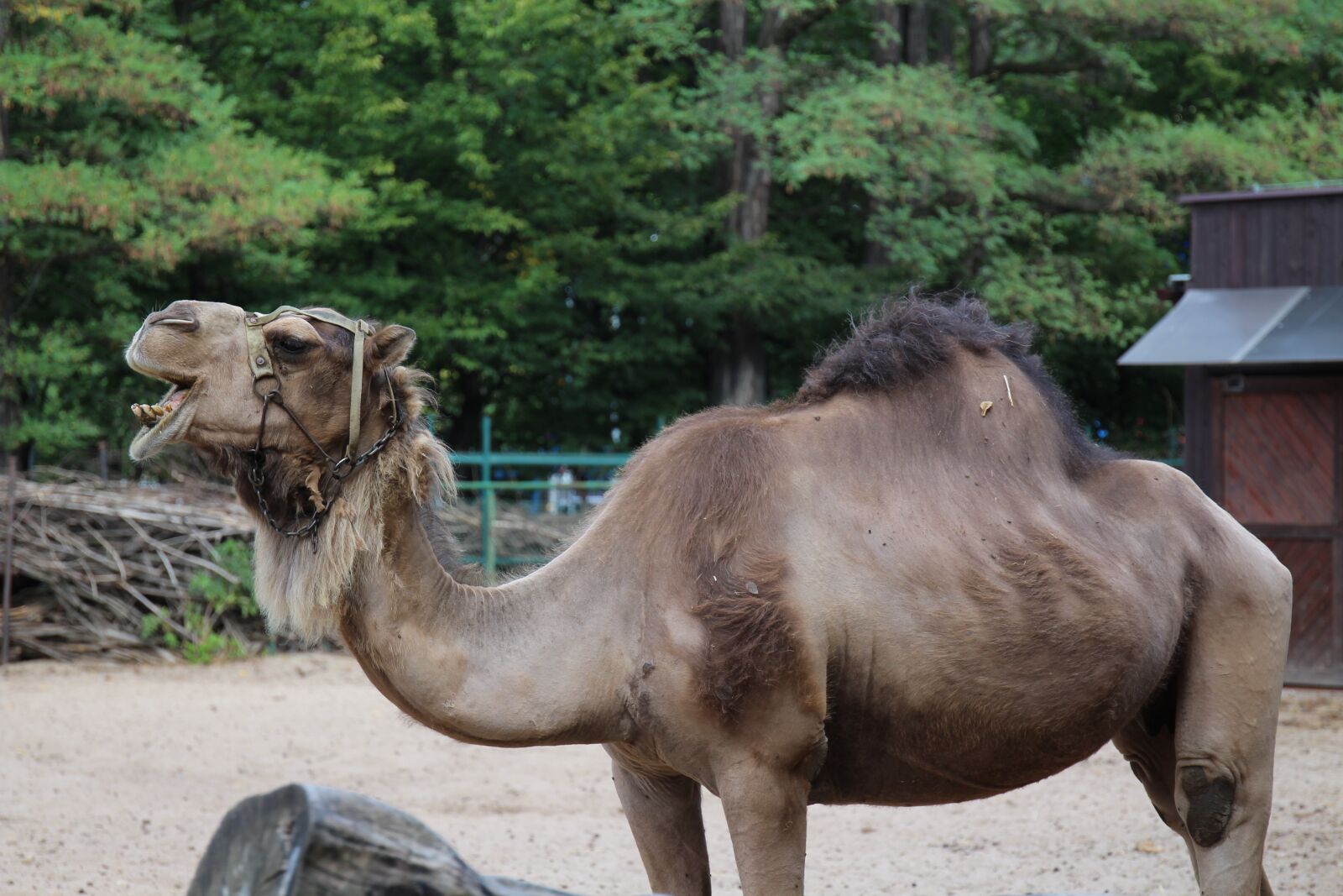 Canon EOS 700D (EOS Rebel T5i / EOS Kiss X7i) + Canon EF 24-70mm F4L IS USM sample photo. Camel, zoo, wrocław photography