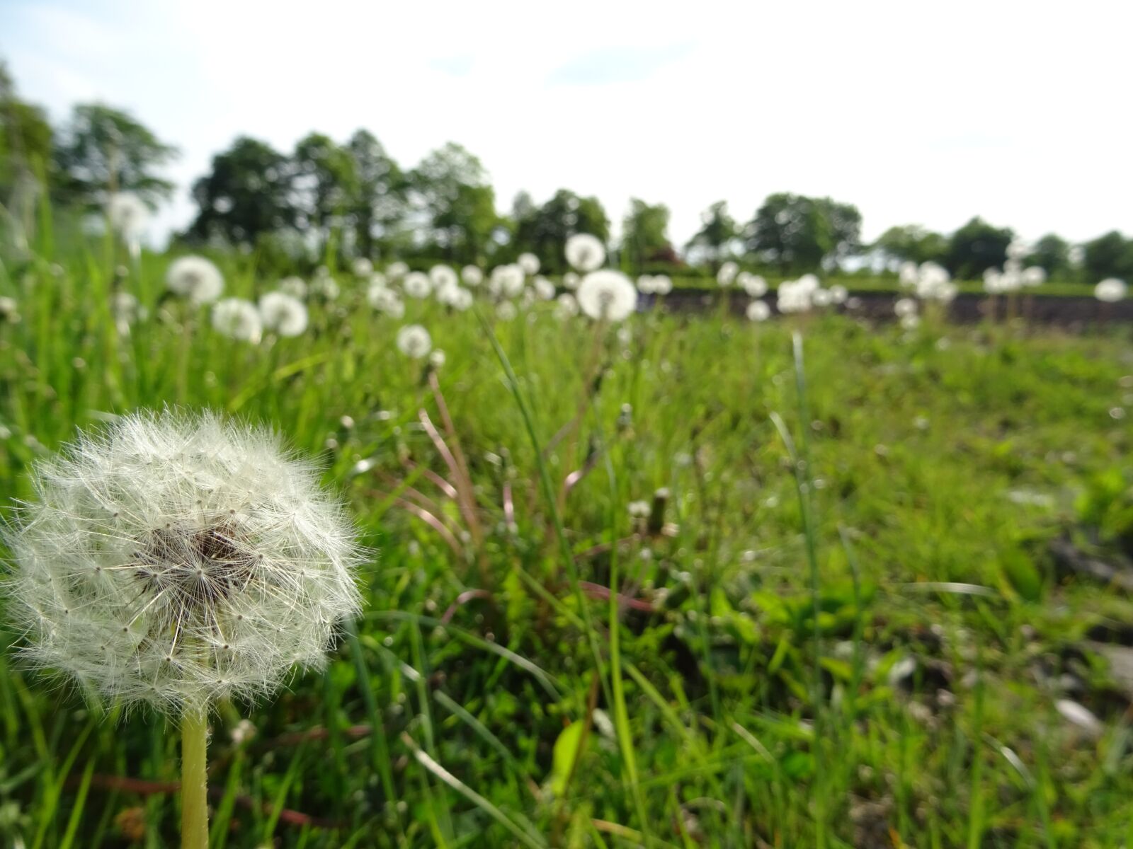 Sony DSC-HX60 sample photo. Dandelion, meadow, nature photography