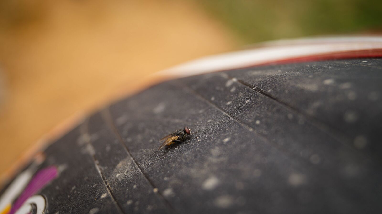 Sony DT 18-55mm F3.5-5.6 SAM II sample photo. Animal, background, beautiful photography