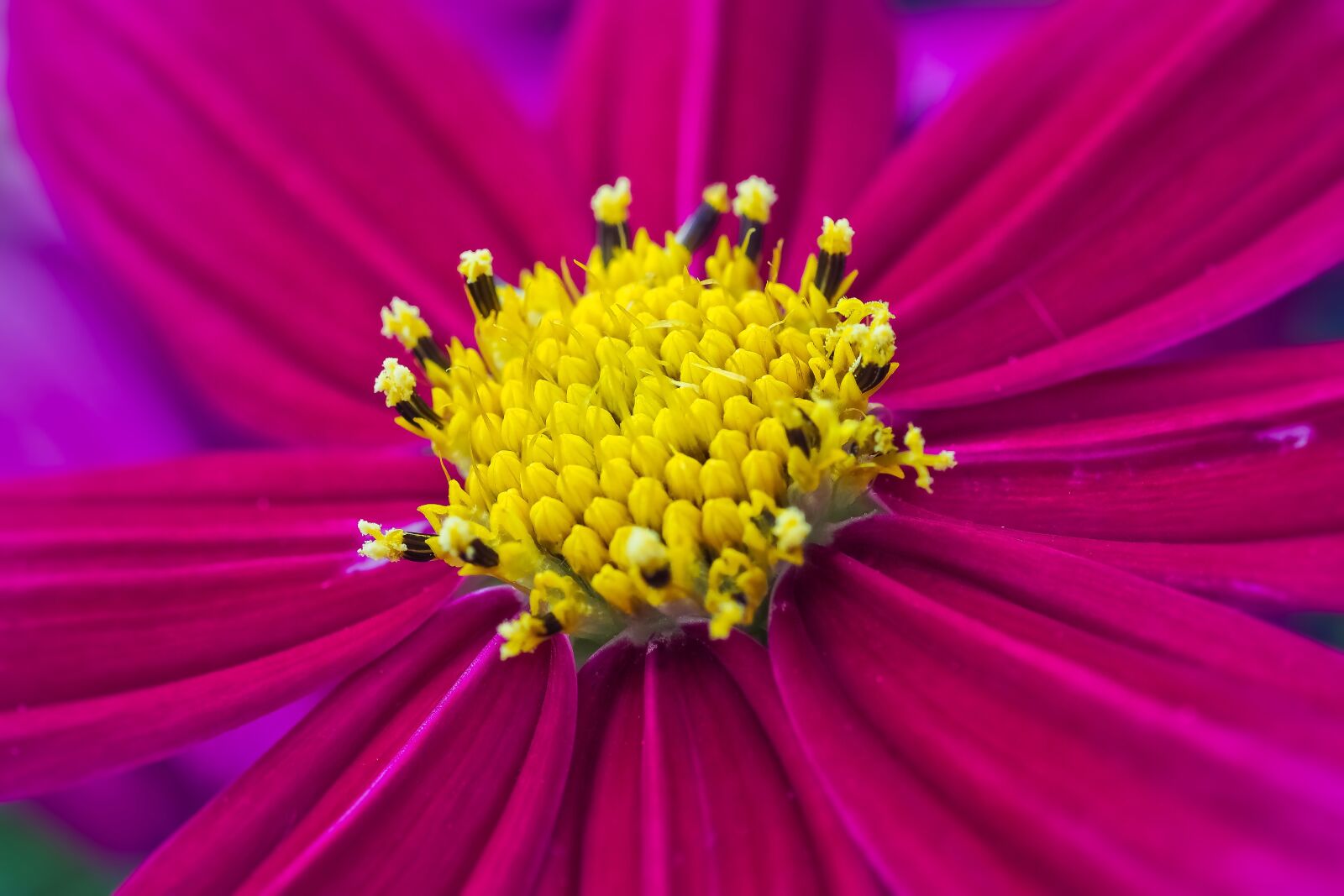 Olympus OM-D E-M10 sample photo. Flower, gerbera, blossom photography