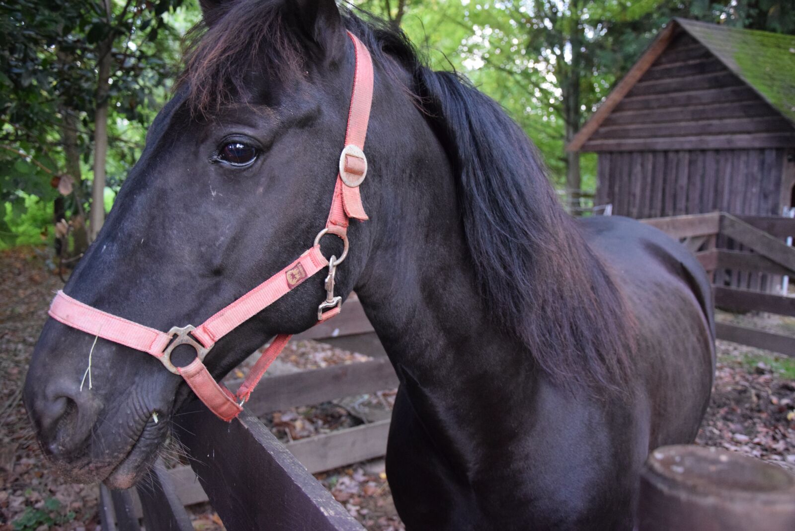 Nikon D3300 sample photo. Horse, stallion, beautiful photography