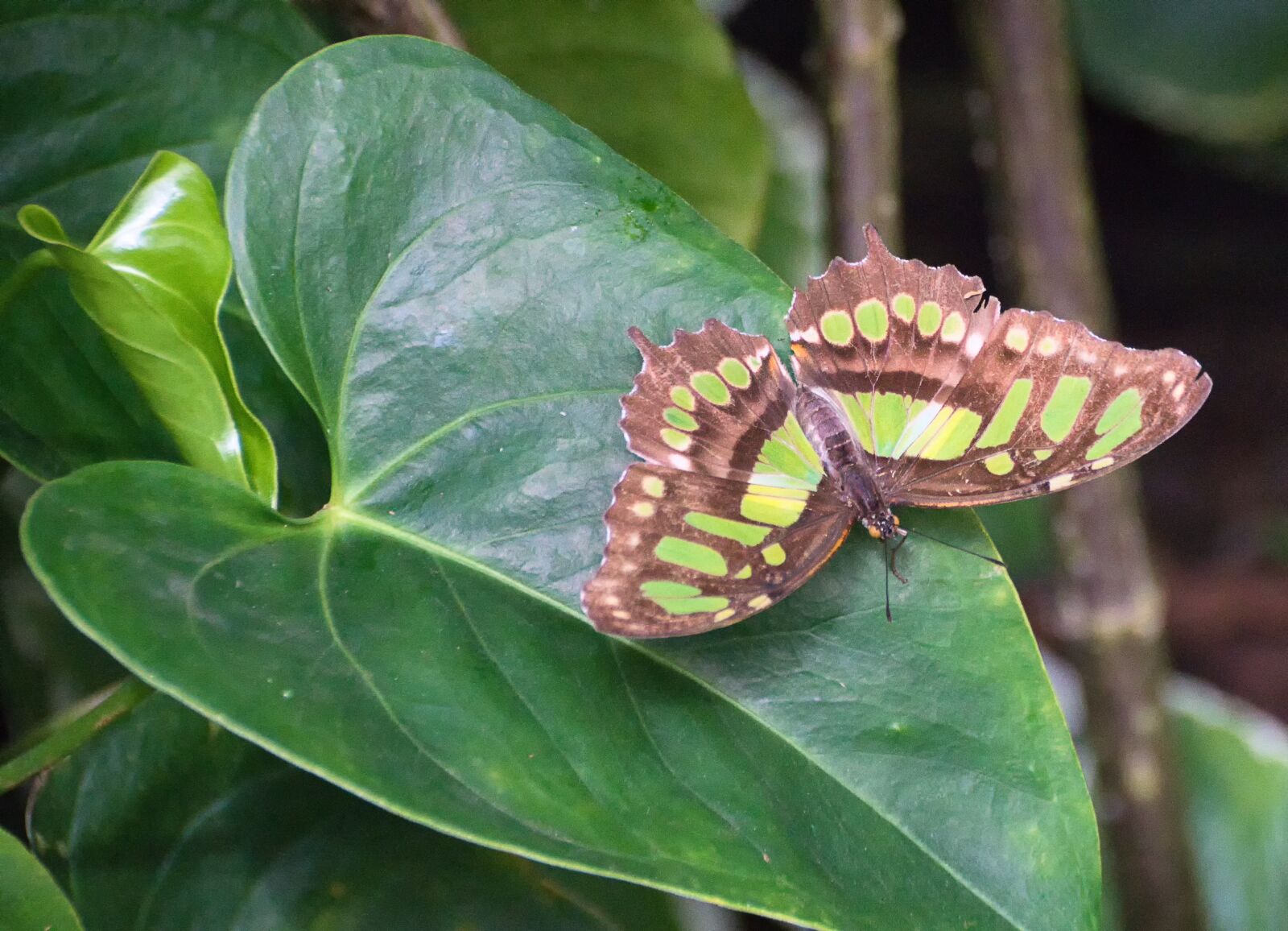 Sony ILCA-77M2 sample photo. Butterfly, malachite butterfly, insect photography