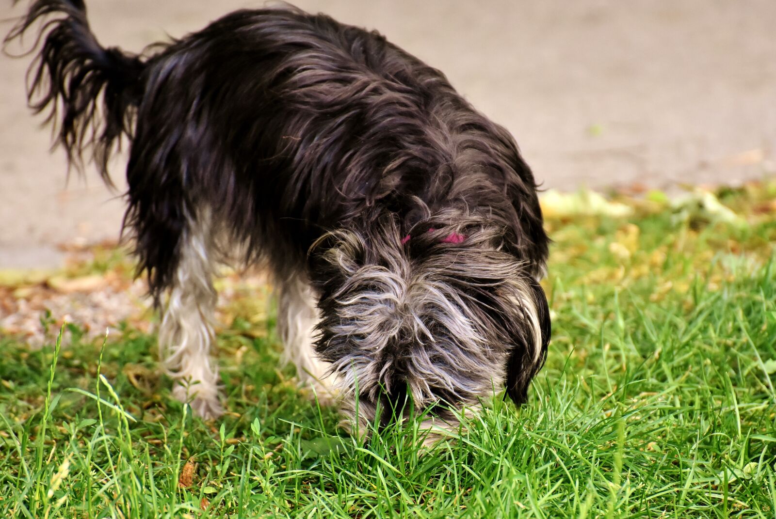 Nikon D7200 sample photo. Dog, wuschelig, hybrid photography