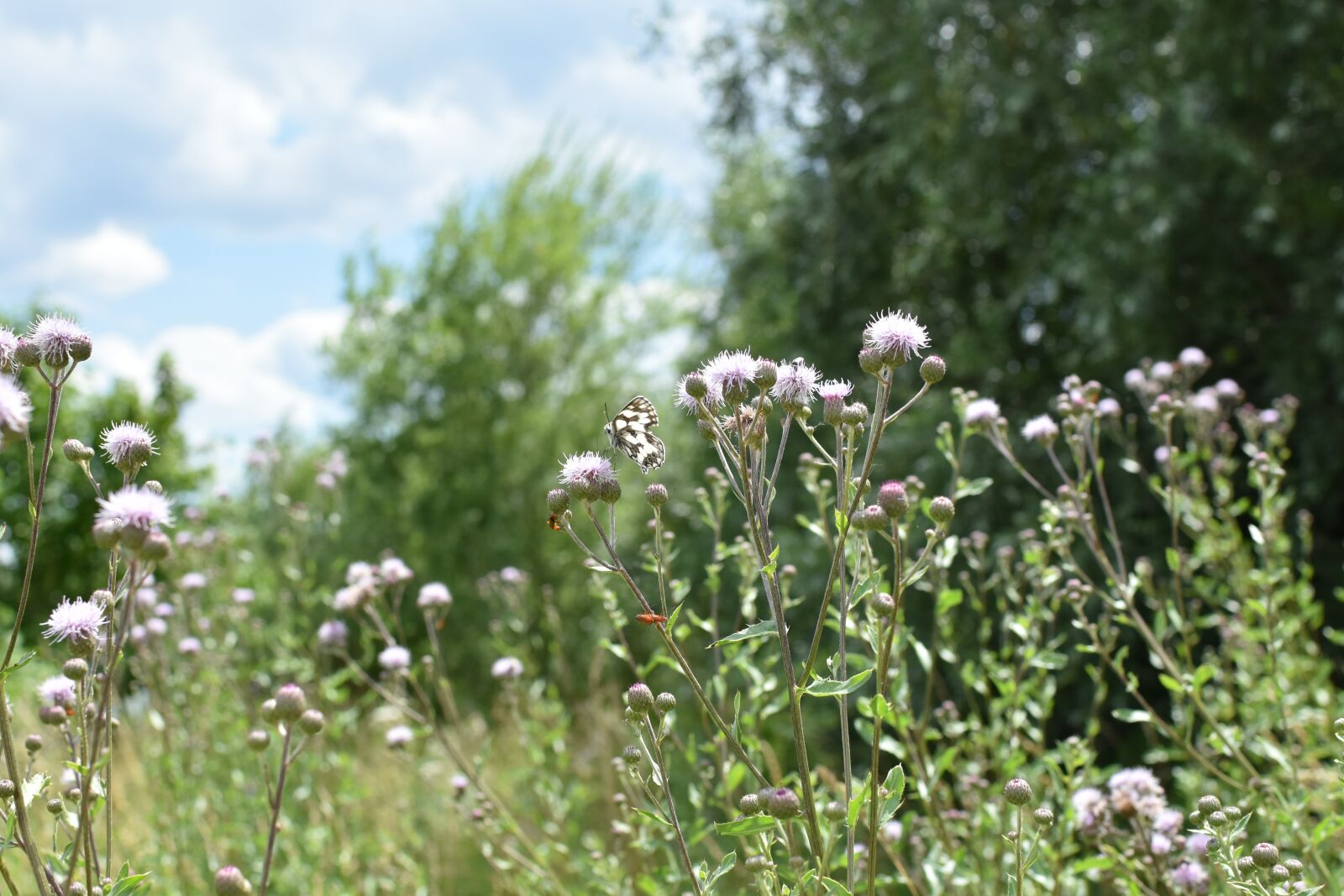 Nikon D3500 sample photo. Creeping thistle, thistle, pink photography