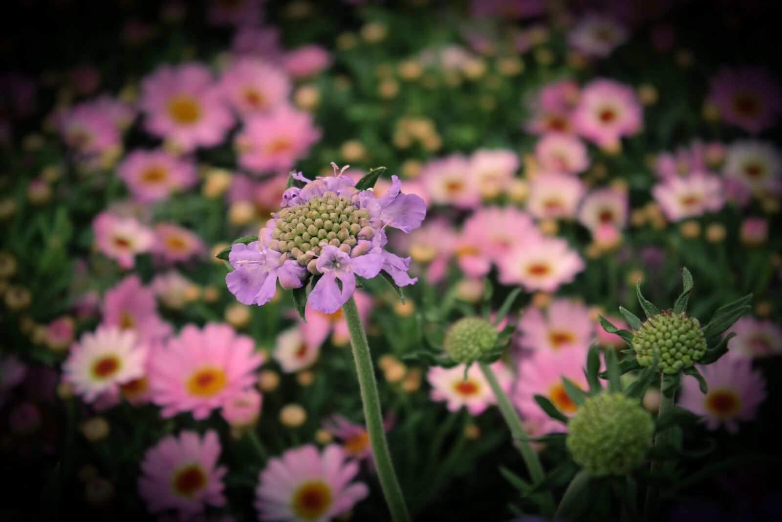 Canon EOS 1300D (EOS Rebel T6 / EOS Kiss X80) sample photo. Flowers, faded, flower meadow photography