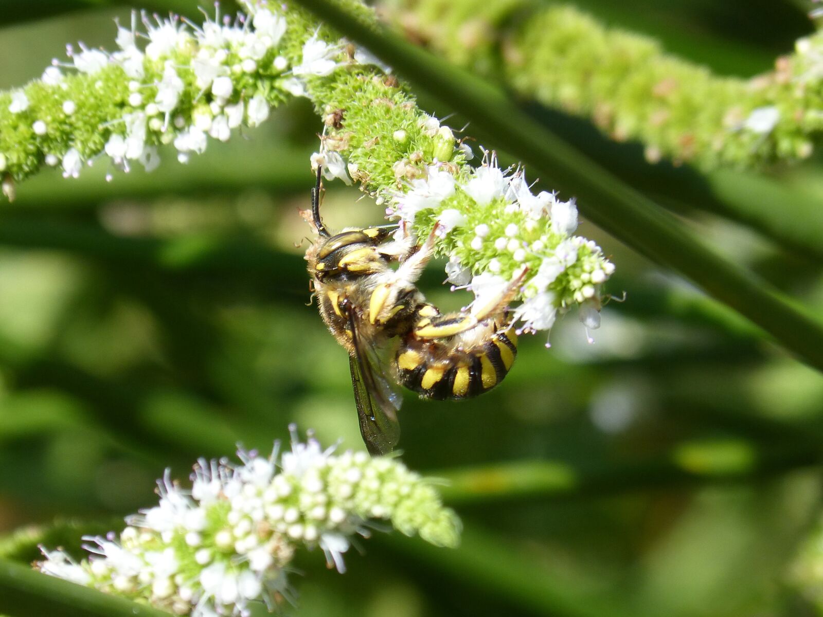 Panasonic DMC-FZ62 sample photo. Hornet, flower, libar photography