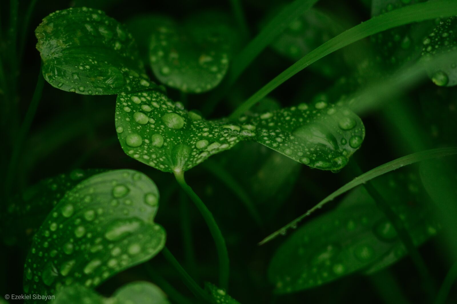 Nikon D7100 sample photo. Green, mist, fog photography