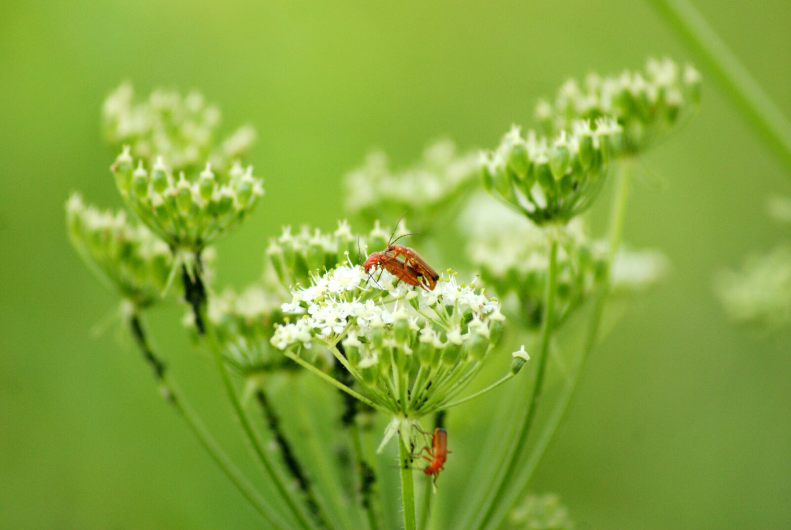 Sony Alpha DSLR-A200 sample photo. Red insects, closeup, green photography