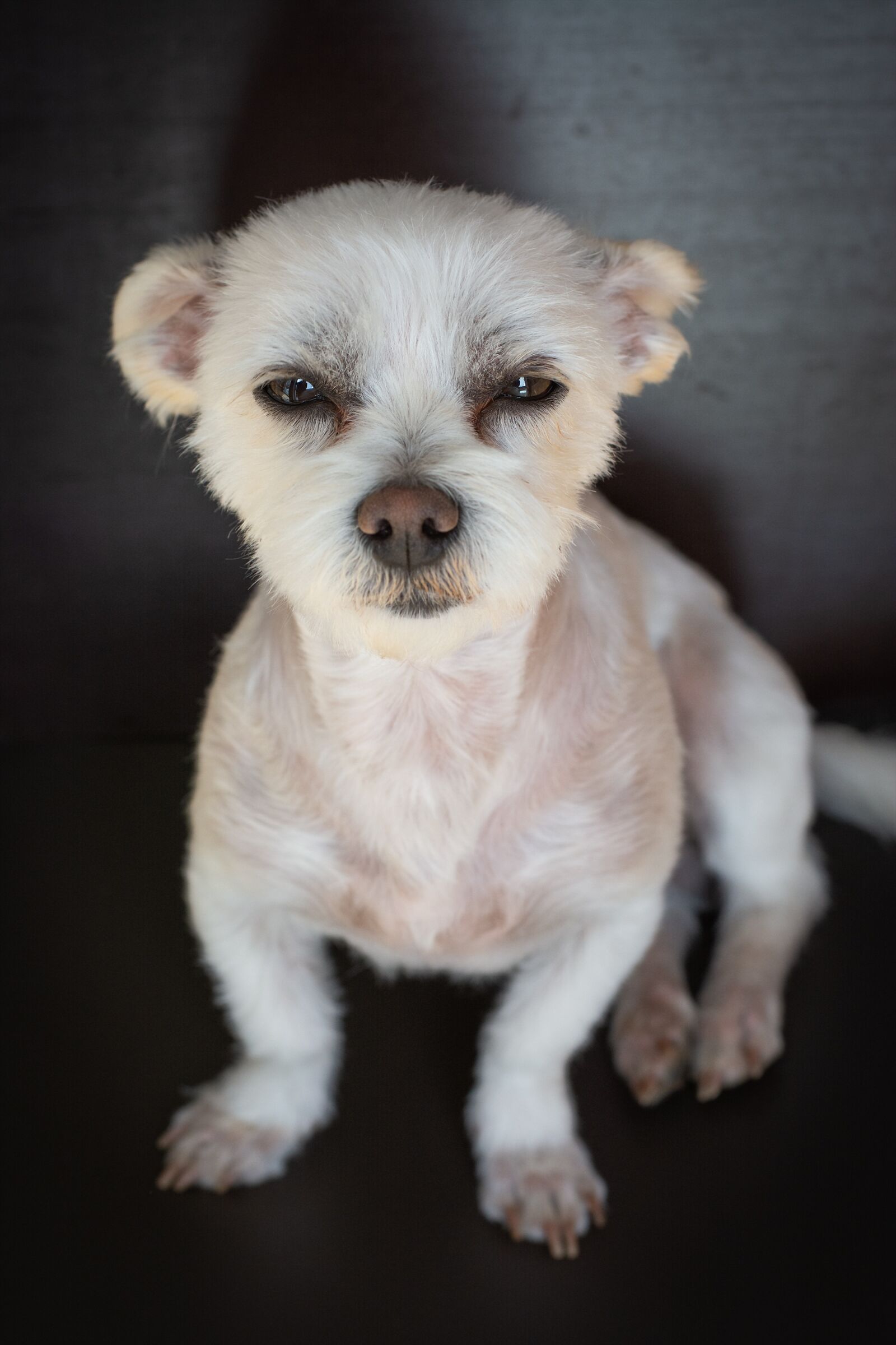 Nikon D7100 sample photo. Dog, maltese-havanese, white photography
