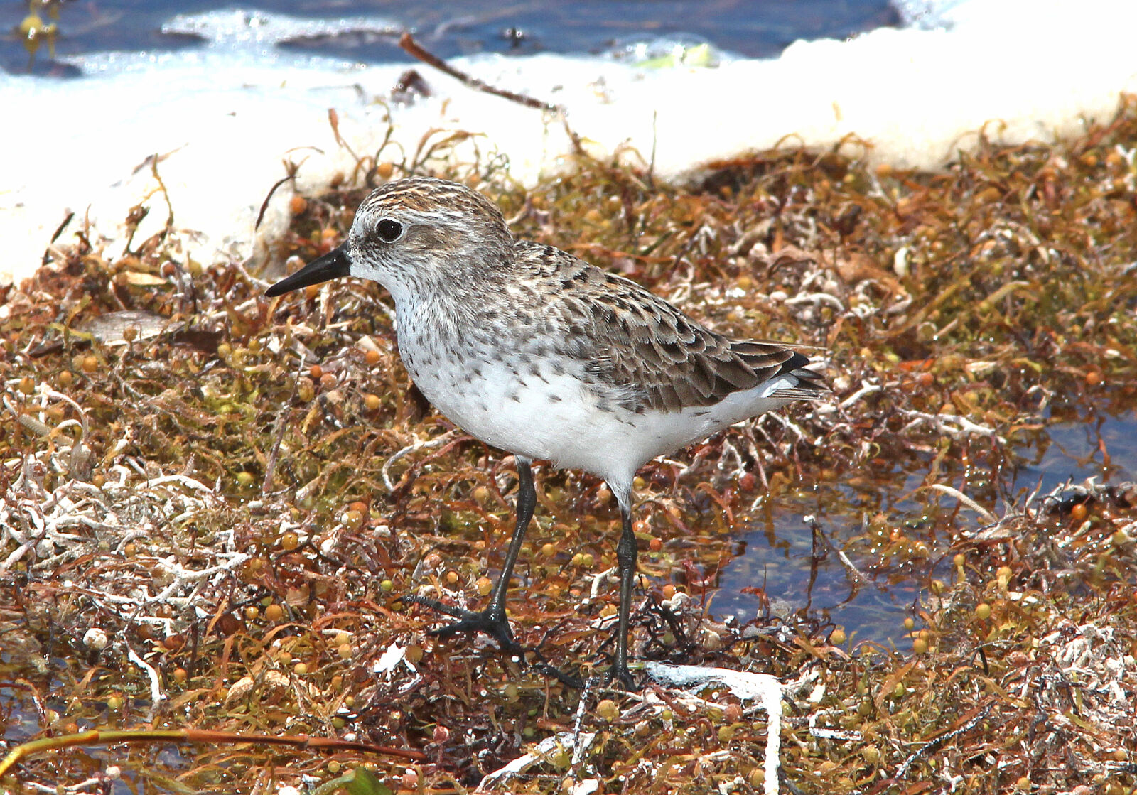 Canon EF 300mm F4L IS USM sample photo