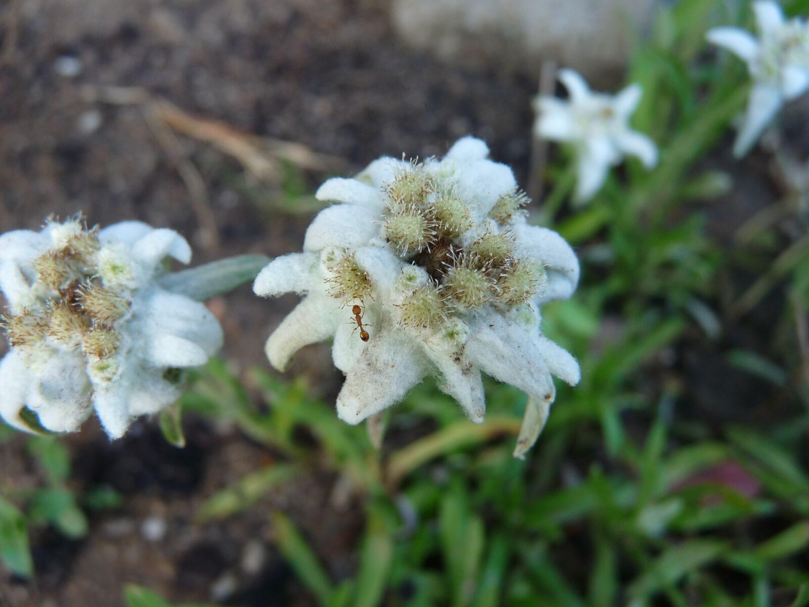 Panasonic Lumix DMC-FZ28 sample photo. Edelweiss, ant, flower photography