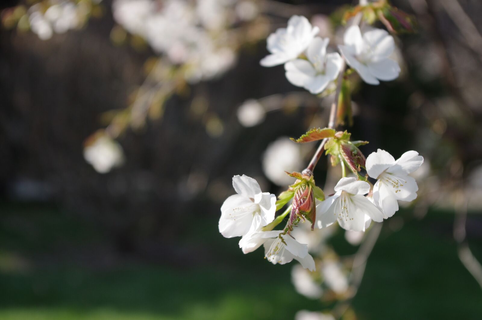 Pentax K-r sample photo. Sakura, blossom, spring photography