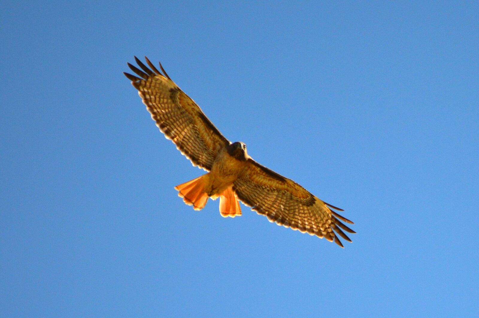 Nikon D3200 sample photo. Hawk, bird, flying photography