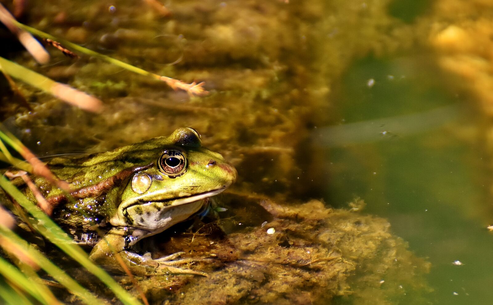 Nikon D7200 sample photo. Frog, pond, animal photography
