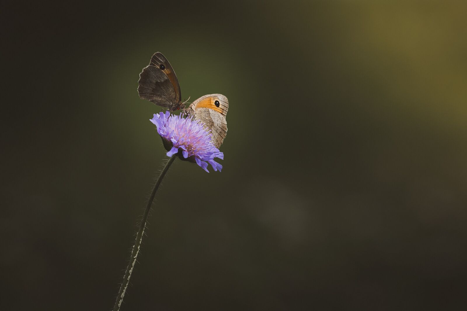 Nikon D7100 sample photo. Flower, blossom, bloom photography