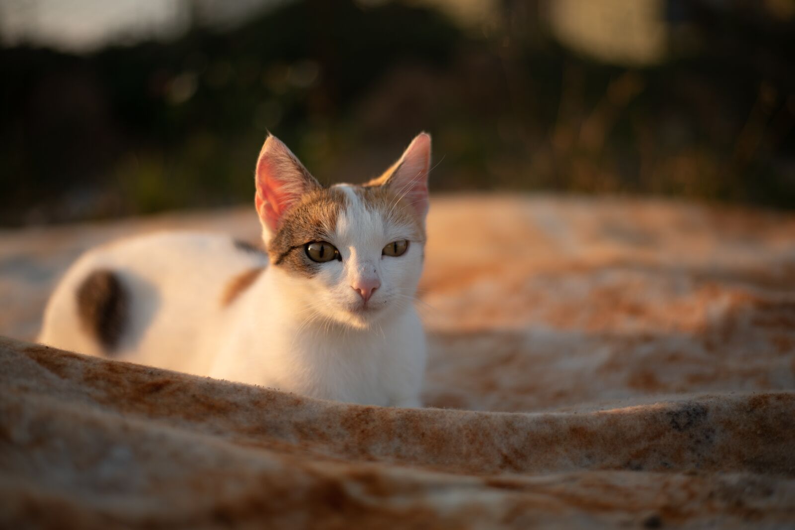 Nikon D750 sample photo. Cat, kitten, animal photography