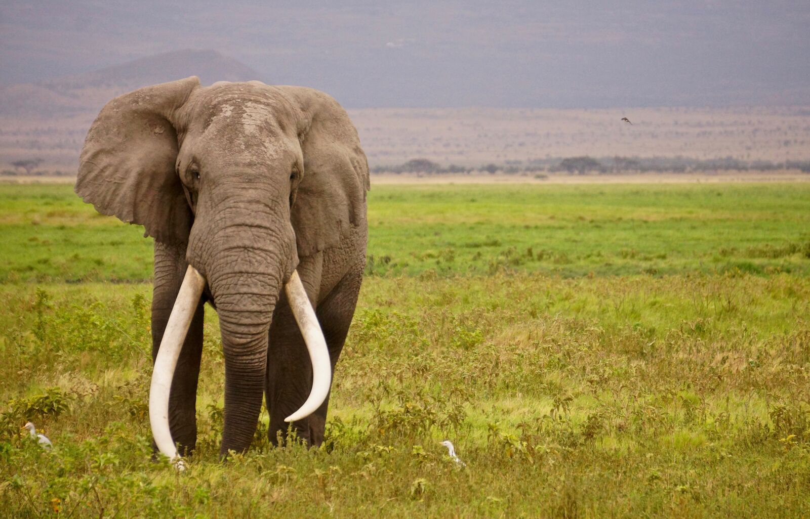 Sony Alpha NEX-7 + Sony E 55-210mm F4.5-6.3 OSS sample photo. Elephant, wild, africa photography