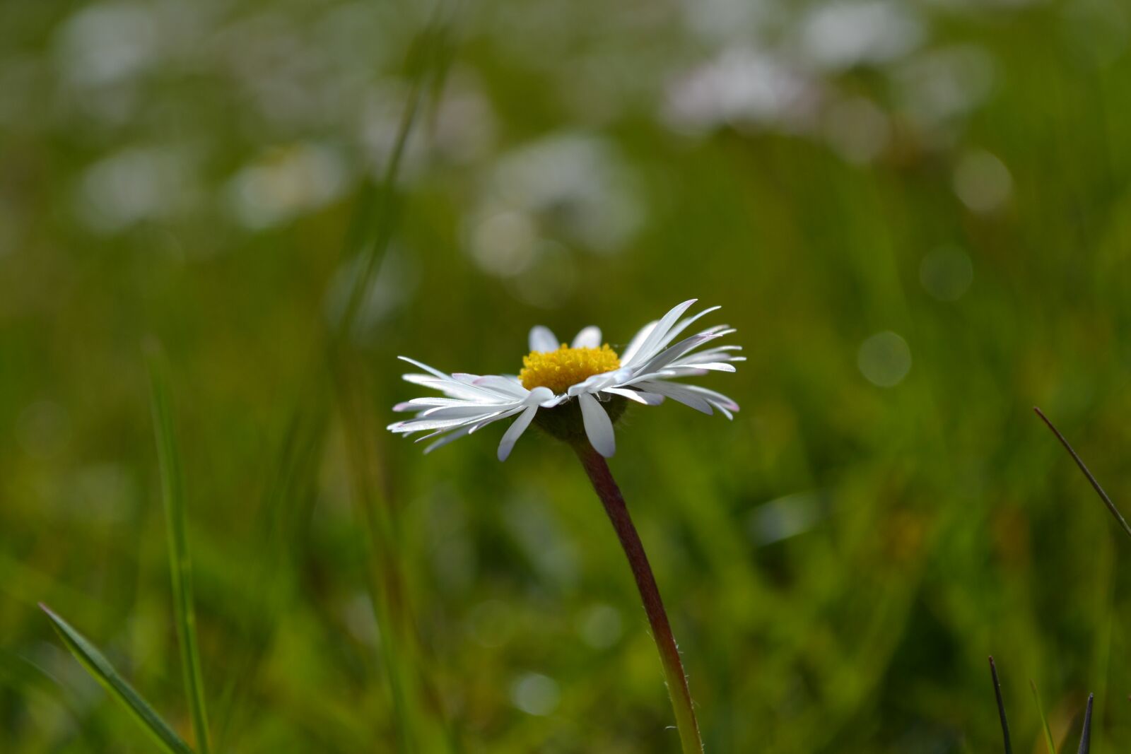 Nikon D3100 sample photo. Daisy, flower, nature photography